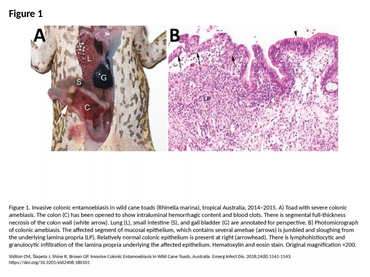 PPT-Figure 1 Figure 1. Invasive colonic entamoebiasis in wild cane toads (Rhinella marina),