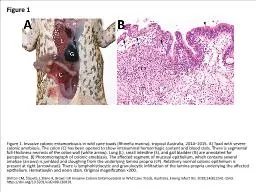 Figure 1 Figure 1. Invasive colonic entamoebiasis in wild cane toads (Rhinella marina),