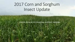 2017 Corn and Sorghum Insect Update