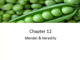 Chapter 12 Mendel & Heredity