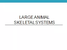 Large Animal  Skeletal Systems