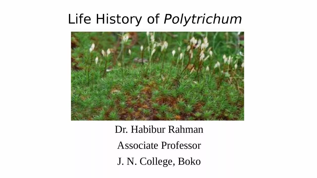 PPT-Life History of Polytrichum