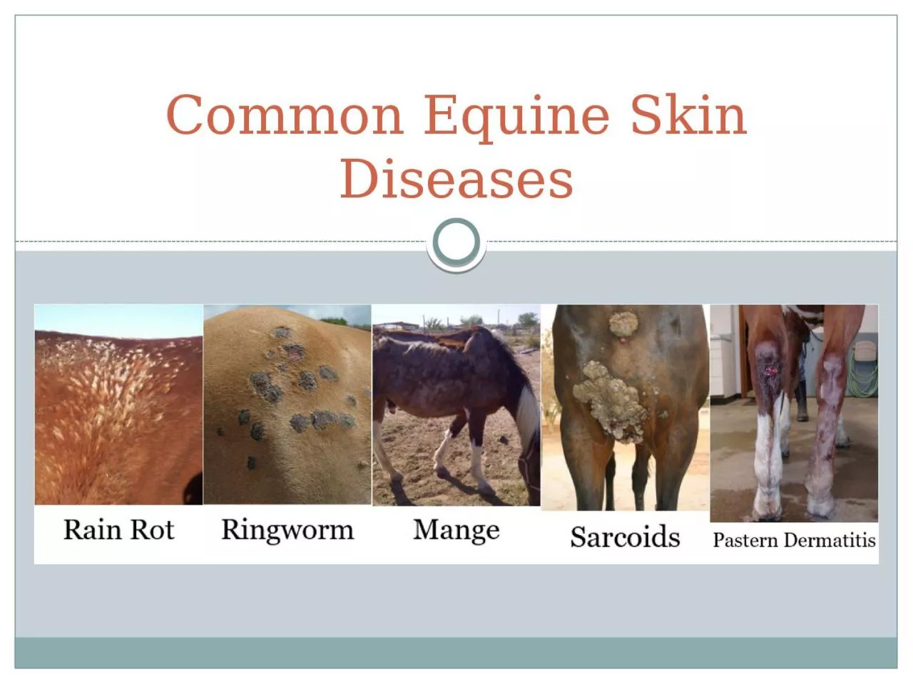 Common Equine Skin Diseases