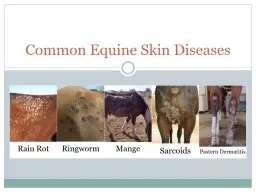 Common Equine Skin Diseases