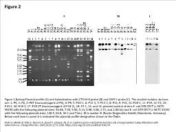 Figure 2 Figure 2.&nbsp;Plasmid profile (A) and hybridization with CTX-M-9 probe (B) and CMY-2