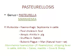 PASTEURELLOSIS Genus –