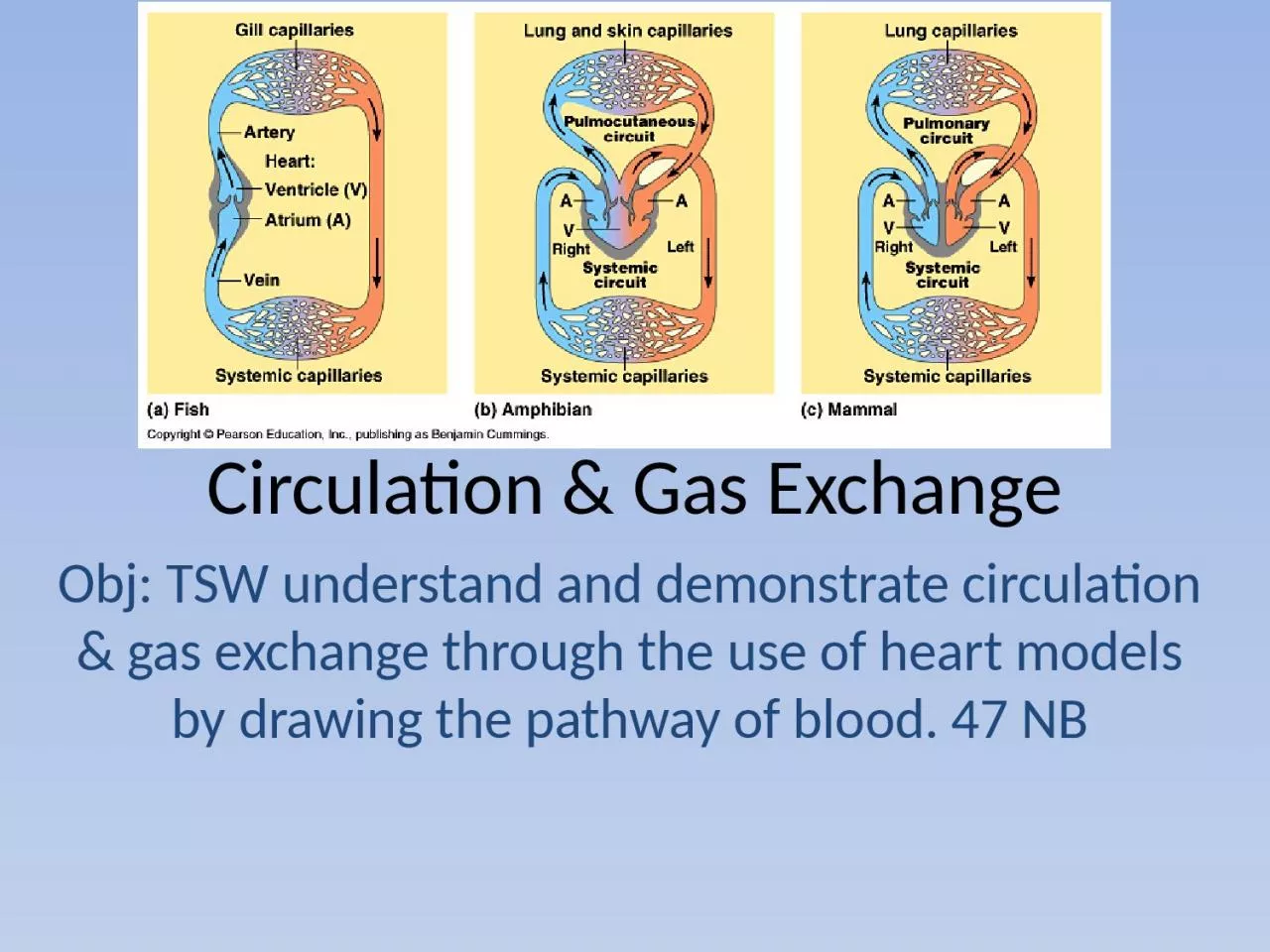 PPT-Circulation & Gas Exchange