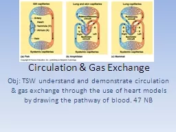 Circulation & Gas Exchange