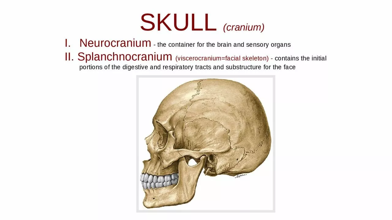 PPT-SKULL (cranium)