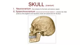 SKULL  (cranium)