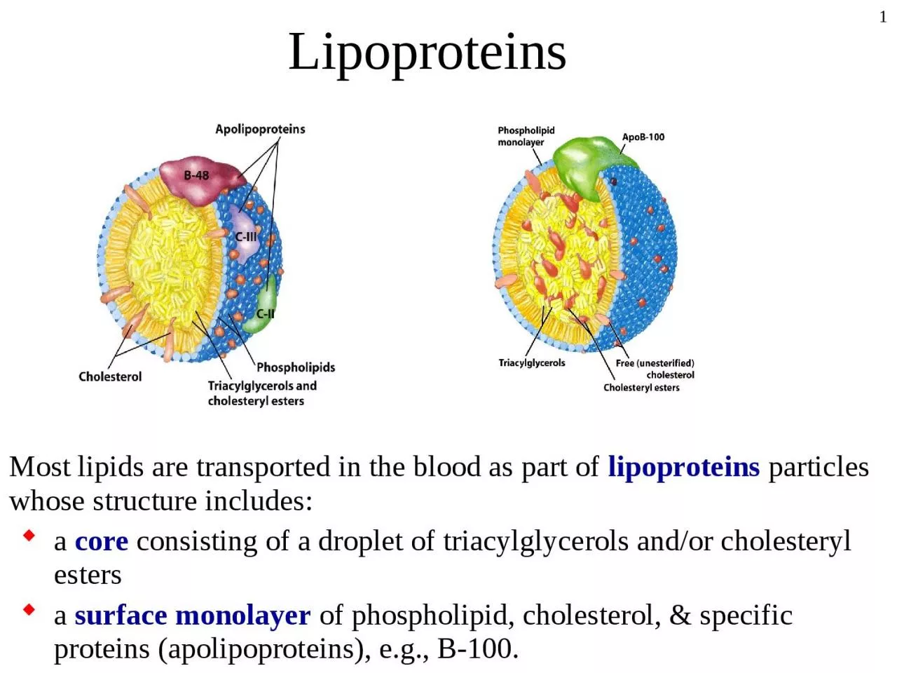 1 Lipoproteins Most lipids are transported in the blood as part of