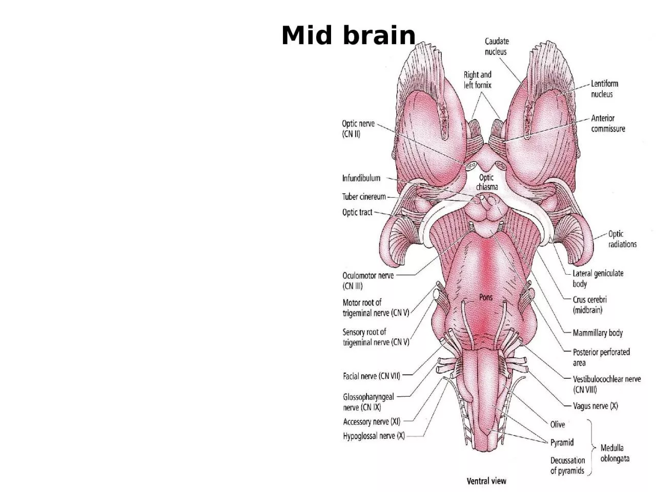 Mid brain The regions of the mid brain: