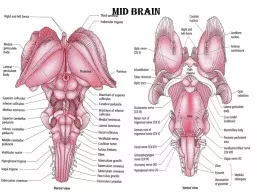 Mid brain The regions of the mid brain: