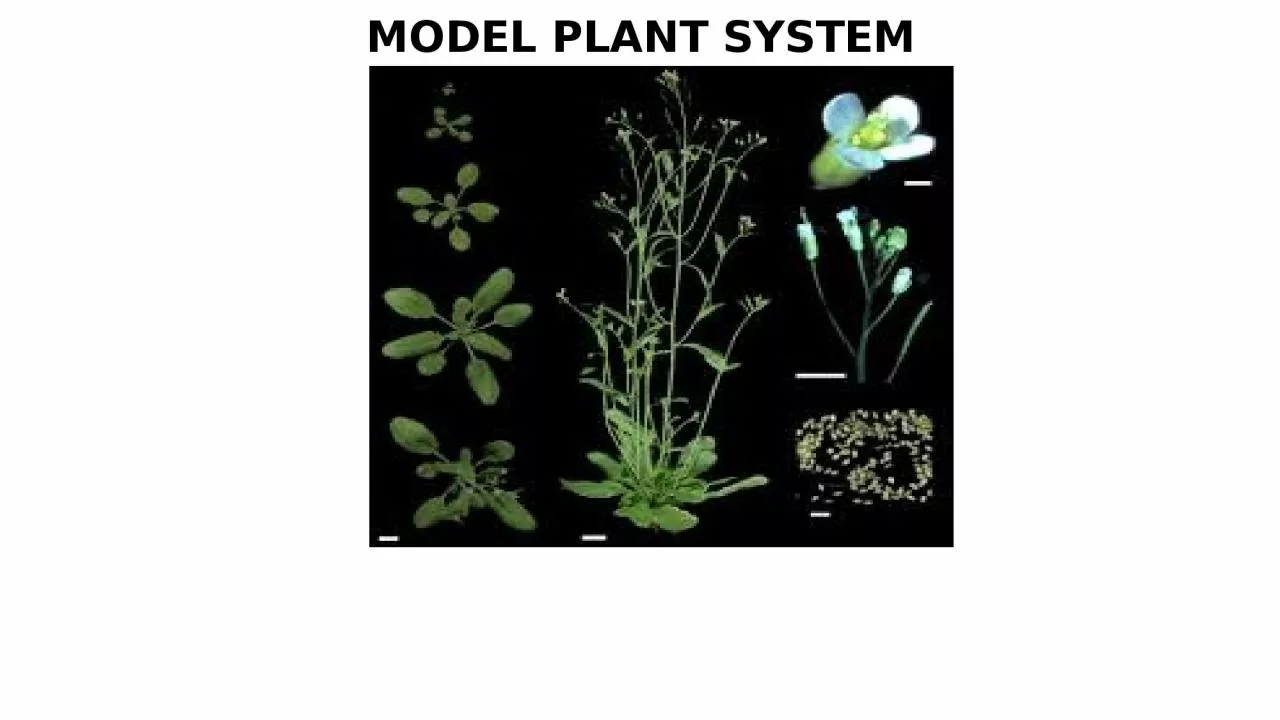 PPT-MODEL PLANT SYSTEM Learning objectives