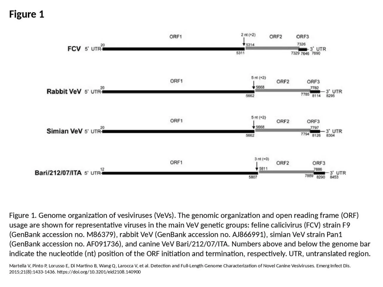 Figure 1 Figure 1. Genome organization of vesiviruses (VeVs). The genomic organization