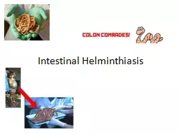 Intestinal  Helminthiasis