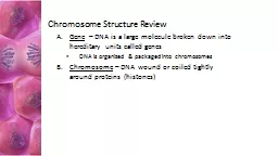 Chromosome  Structure Review