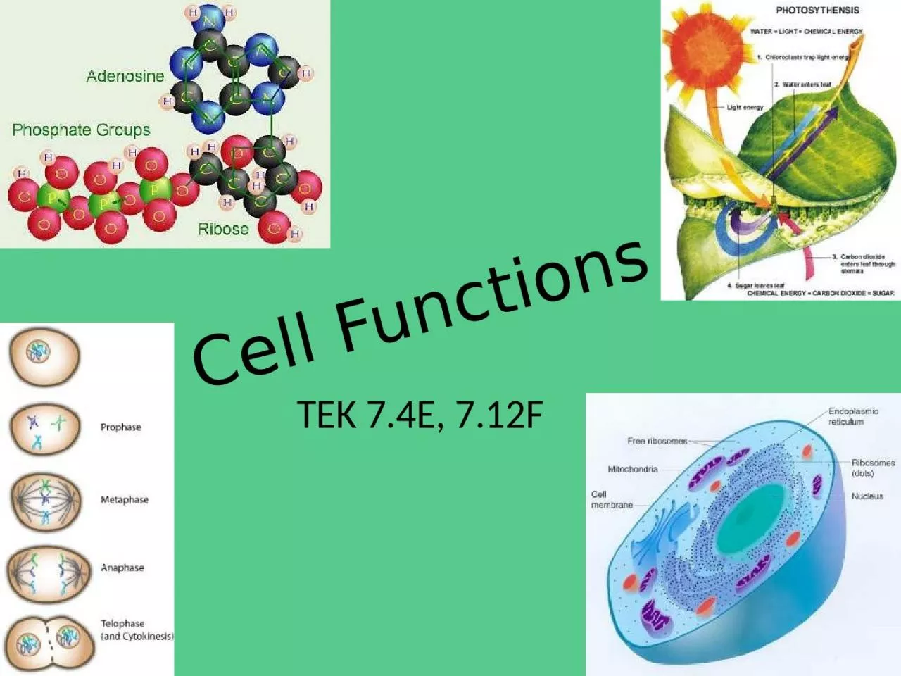 PPT-Cell Functions TEK 7.4E, 7.12F