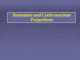 Brainstem and  Corticonuclear