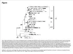 Figure Figure. Maximum-likelihood tree of TULV from an immunocompetent patient in Germany