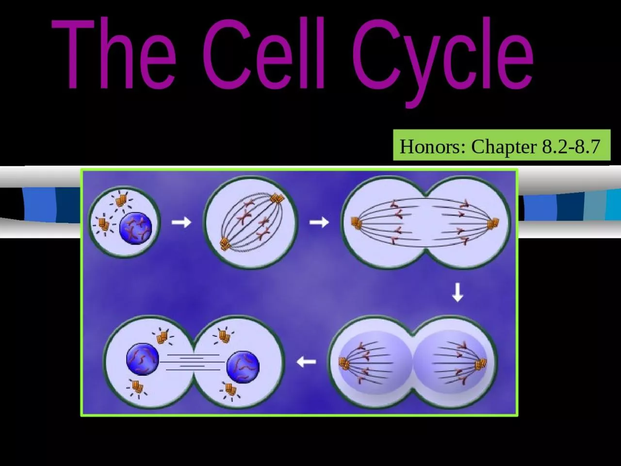 PPT-The Cell Cycle Honors: Chapter 8.2-8.7