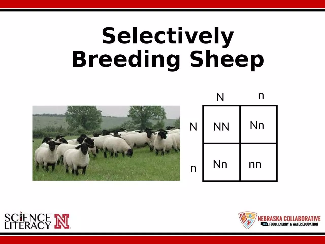 PPT-Selectively Breeding Sheep