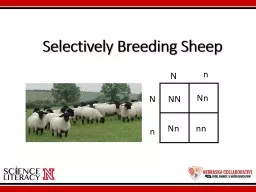 Selectively Breeding Sheep