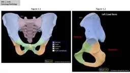 MSI: L. Limb: Osteology/Radiology