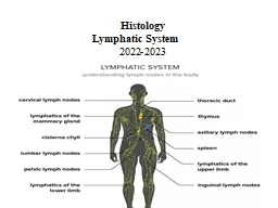Histology Lymphatic System