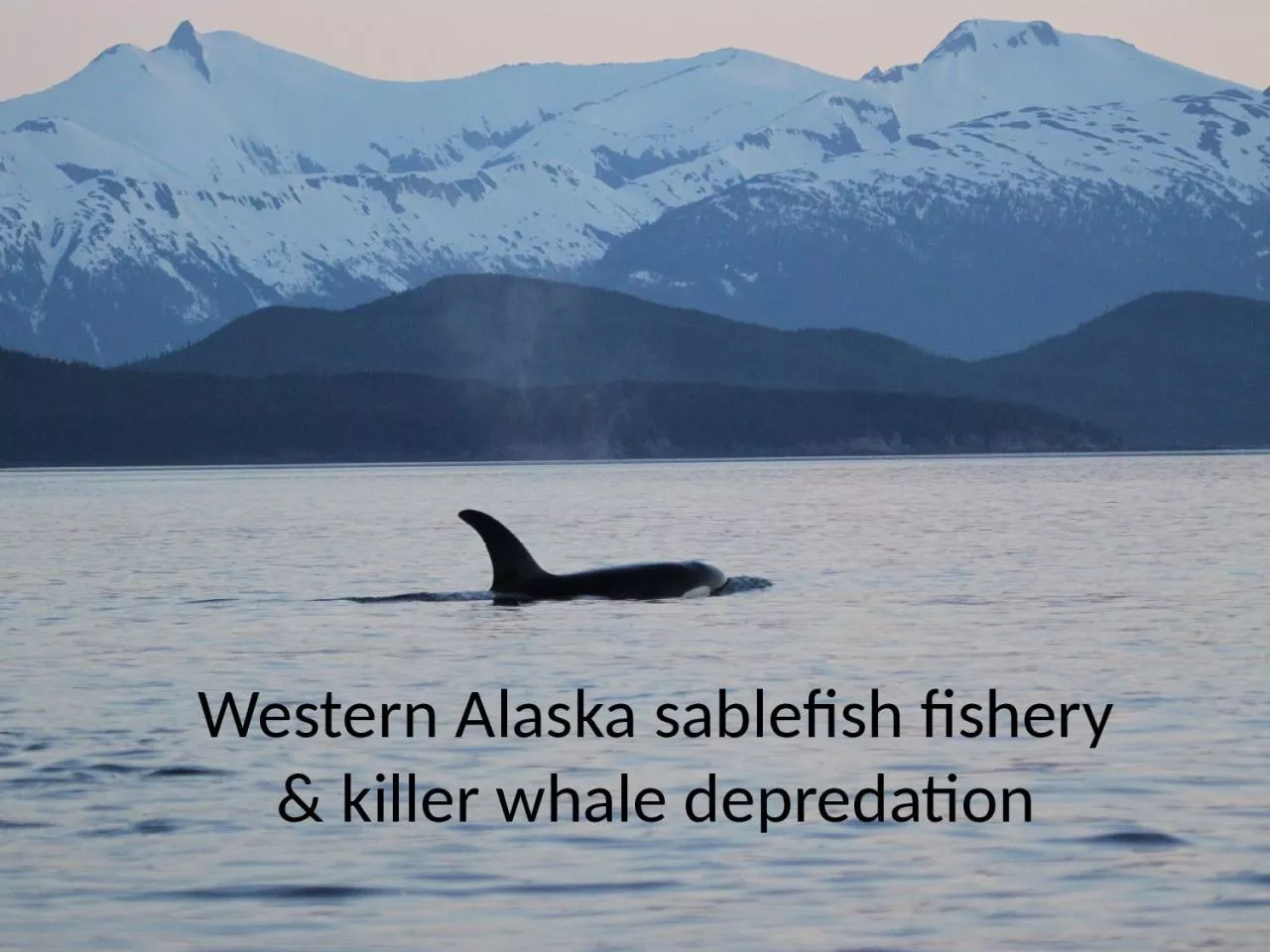 PPT-Western Alaska sablefish fishery & killer whale depredation