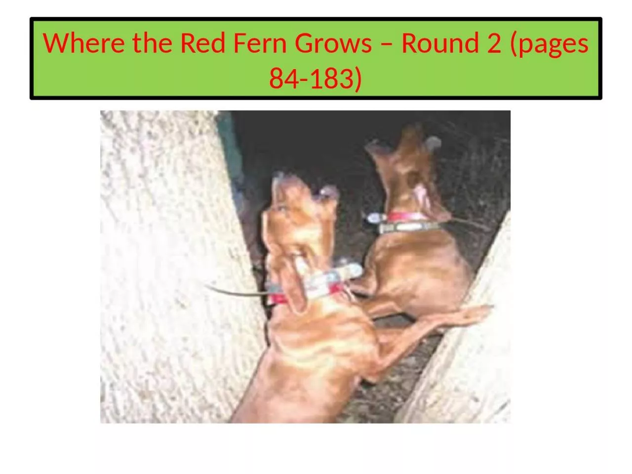 PPT-Where the Red Fern Grows – Round 2 (pages 84-183)