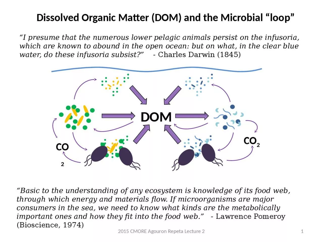 PPT-“Basic to the understanding of any ecosystem is knowledge of its food web, through which