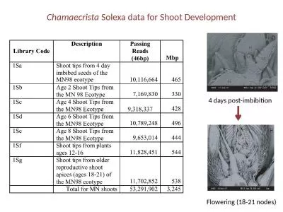 Chamaecrista   Solexa  data for Shoot Development