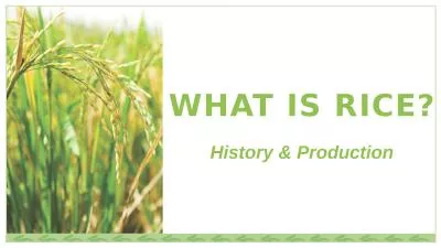 WHAT IS RICE?   History & Production