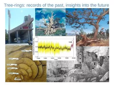 David Street Tree-rings: