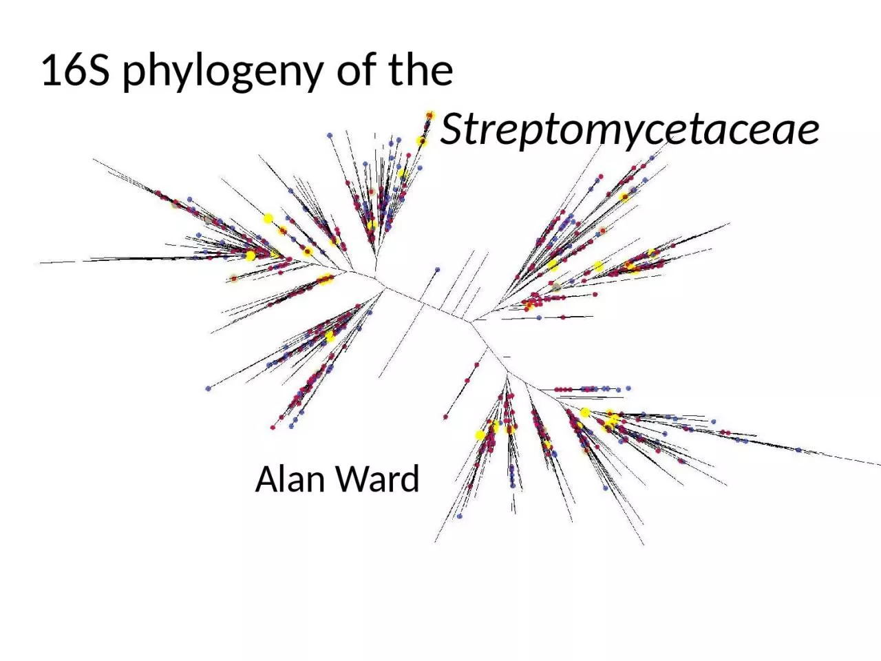 PPT-16S phylogeny of the