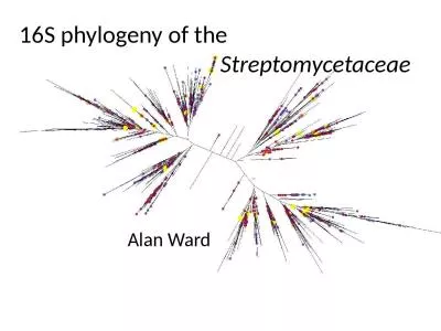 16S phylogeny of the