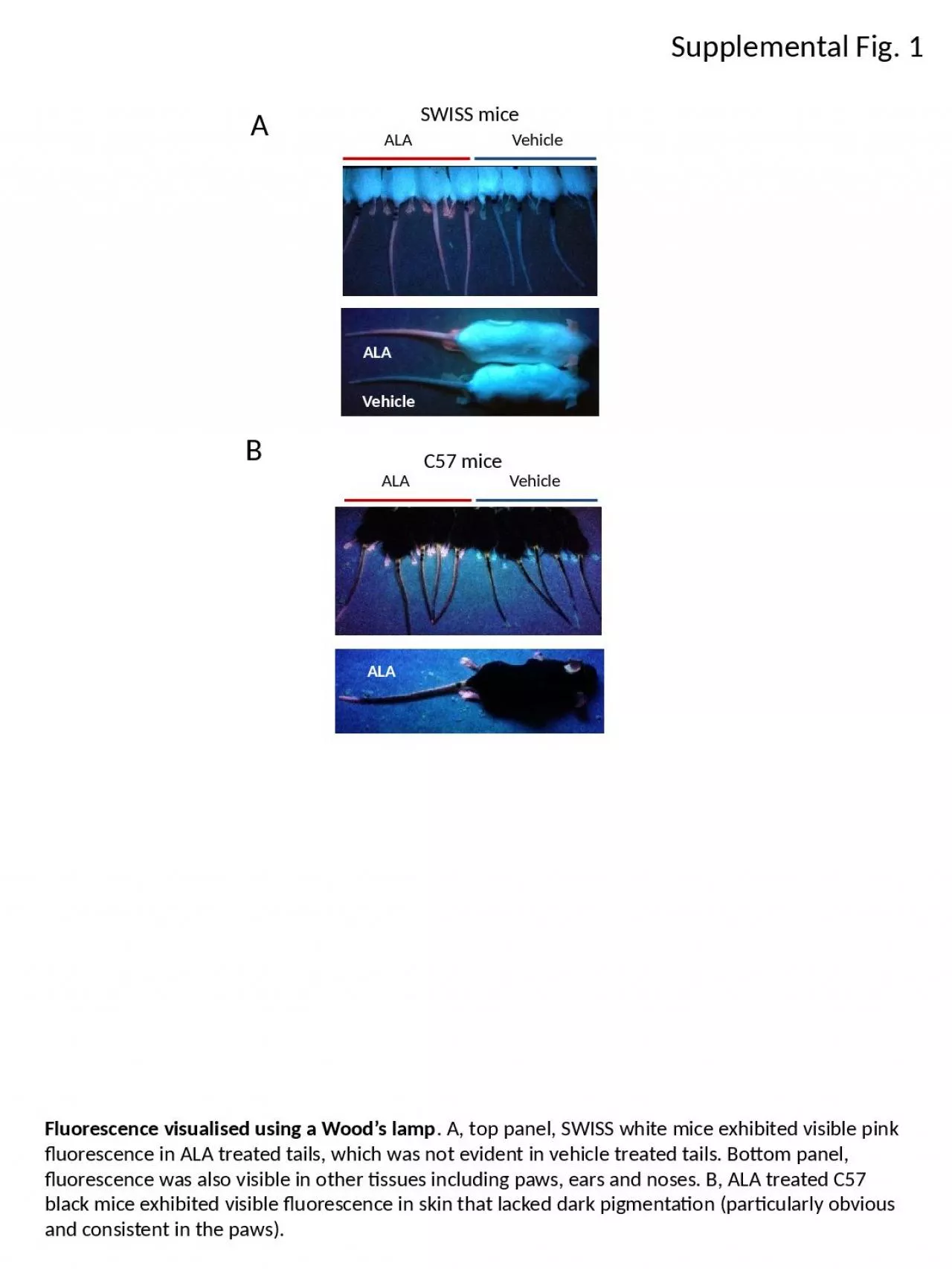 PPT-Supplemental Fig. 1 SWISS mice