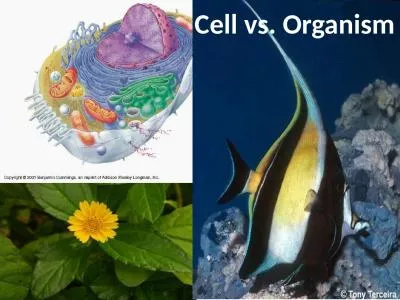 Cell vs. Organism Gas exchange