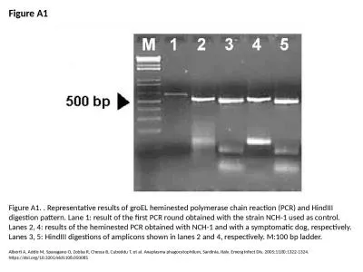 Figure A1 Figure A1. . Representative results of groEL heminested polymerase chain reaction