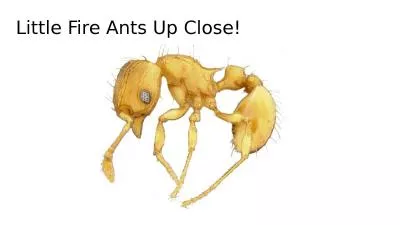 Little Fire Ants Up Close!