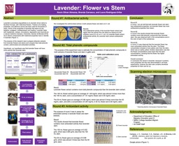 Lavender: Flower vs Stem