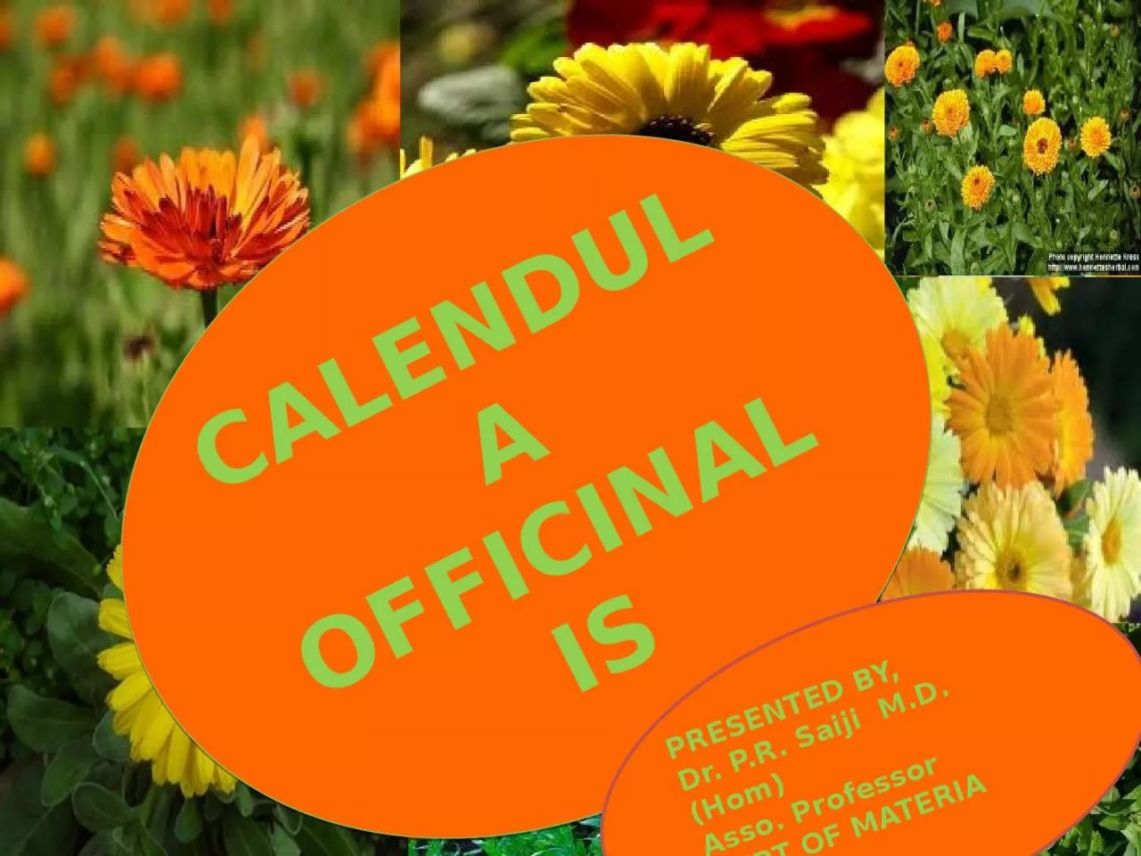 PPT-CALENDULA OFFICINALIS PRESENTED BY