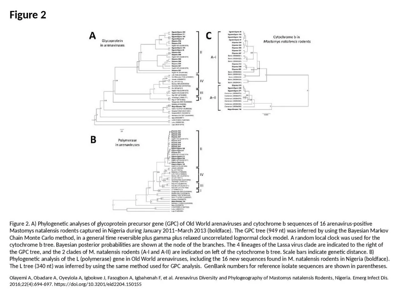 PPT-Figure 2 Figure 2. A) Phylogenetic analyses of glycoprotein precursor gene (GPC) of Old