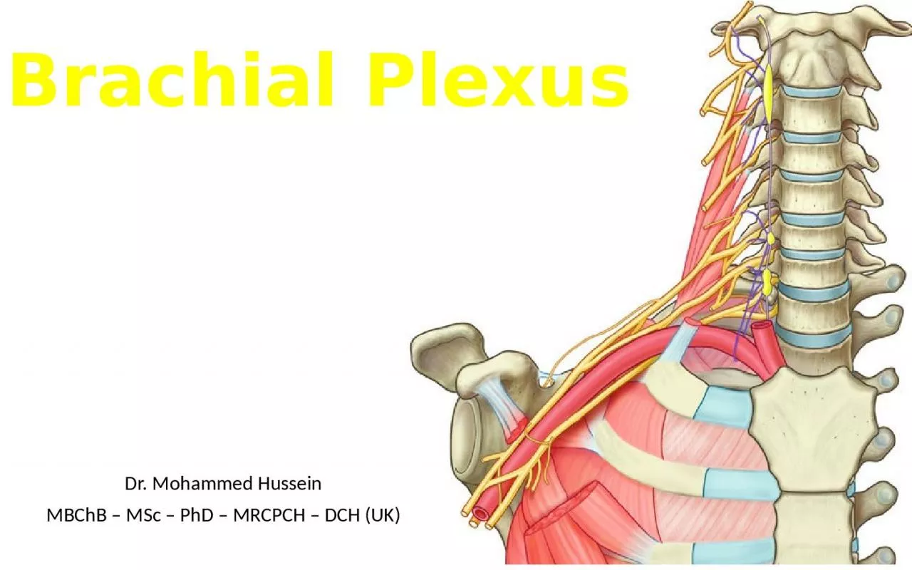 Brachial Plexus  Dr. Mohammed Hussein