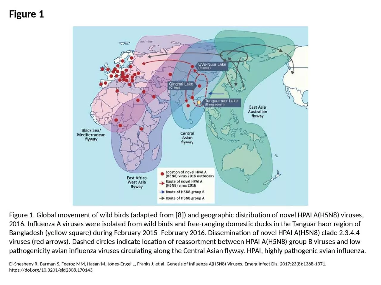 PPT-Figure 1 Figure 1. Global movement of wild birds (adapted from [8]) and geographic distribution