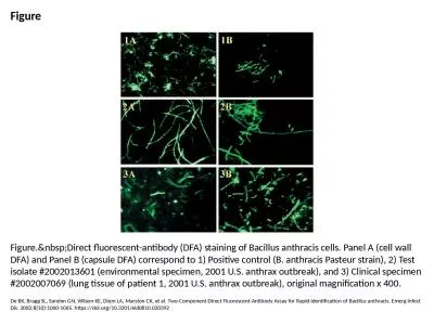 Figure Figure.&nbsp;Direct fluorescent-antibody (DFA) staining of Bacillus anthracis cells. Pan