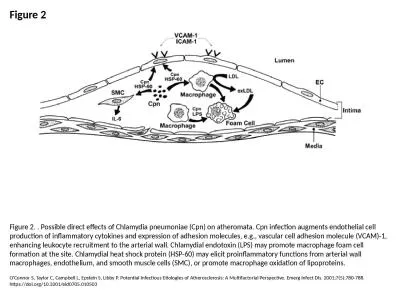 Figure 2 Figure 2. . Possible direct effects of Chlamydia pneumoniae (Cpn) on atheromata.