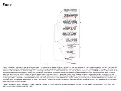 Figure Figure. . Phylogenetic tree based on partial (186 nt) sequence of the 5′ end of open readi