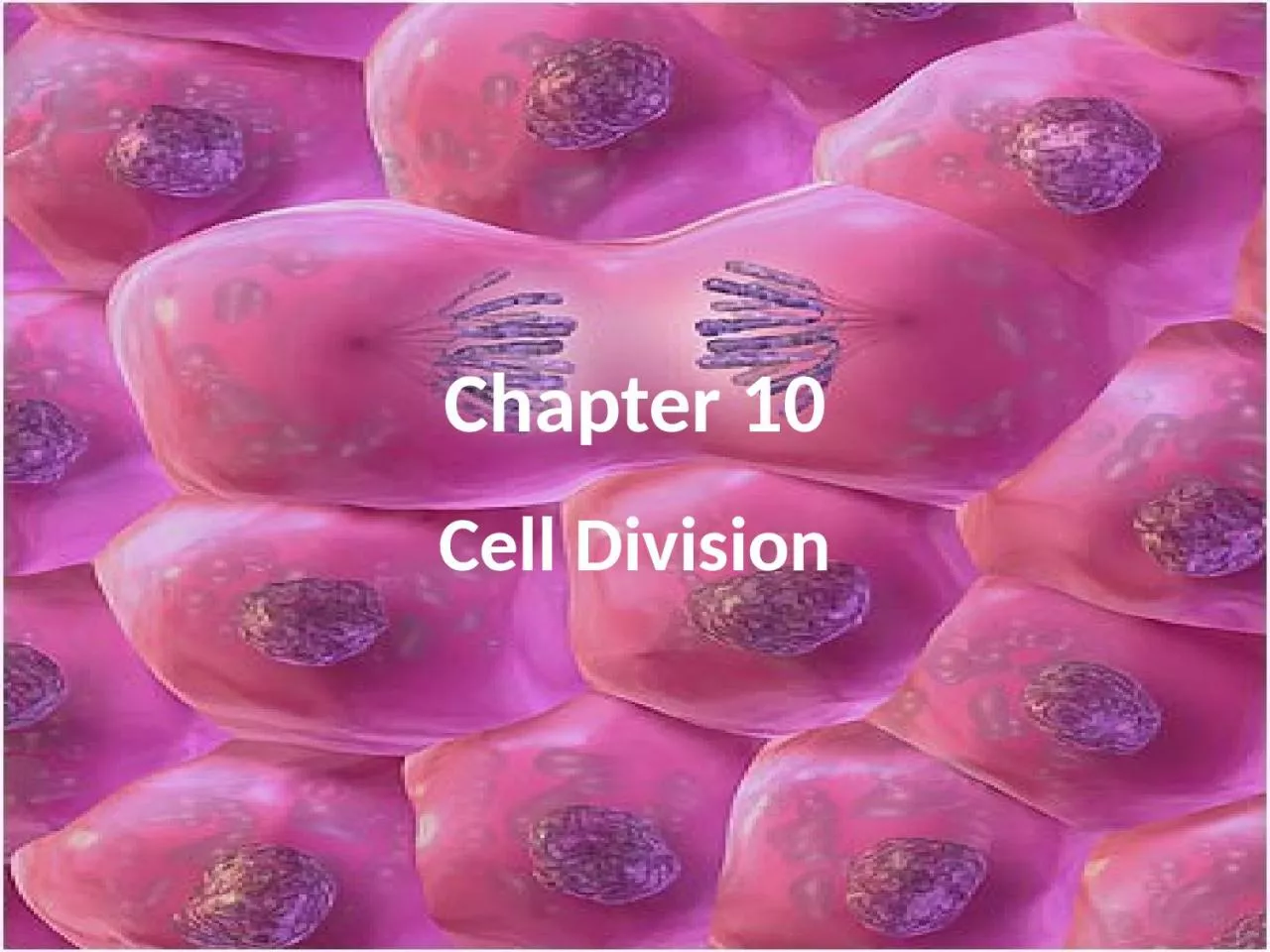 PPT-Chapter 10 Cell Division